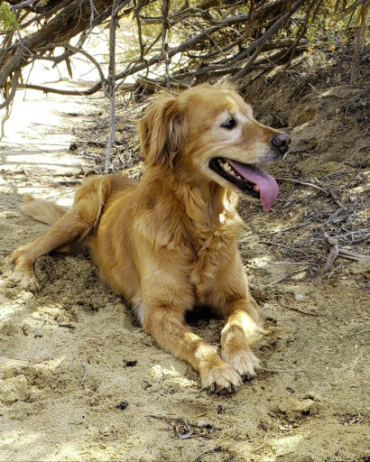 Hennessey (Sweet Girl) Torres's obituary image