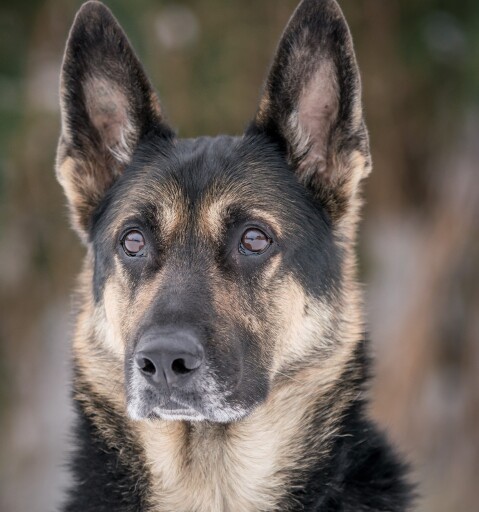 K9 Bak (Bondy Ares Silesia) Profile Photo