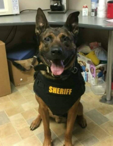 Jensen, K9 Officer Morgan County Sheriffs Department Profile Photo