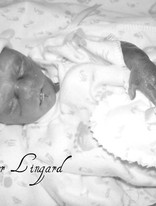 Carson Lingard Profile Photo