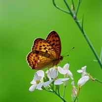 Marjorie E. Petkus