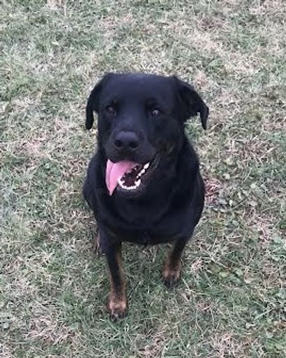 Moose Murphy Profile Photo