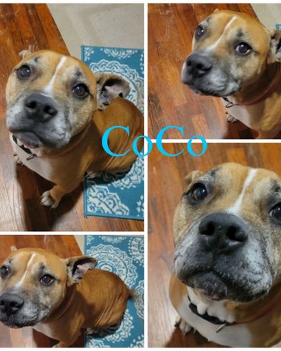 CoCo Profile Photo