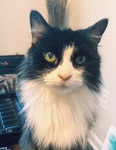 Tuxie Simon Profile Photo