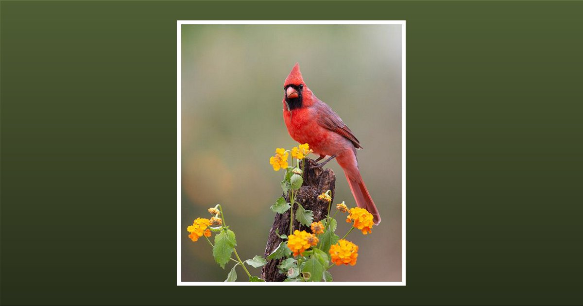 Deborah Graham Dennis Obituary, Newberry, SC