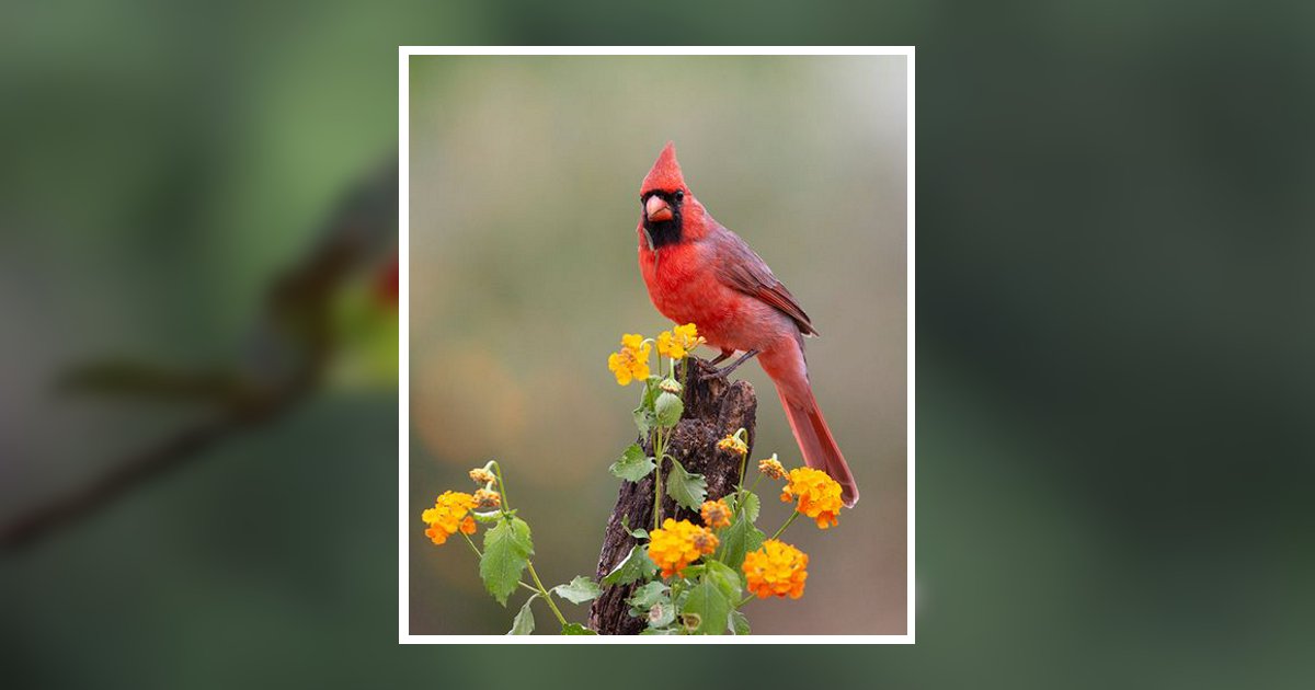 Evangelina Zuniga Obituary, Copperas Cove, TX