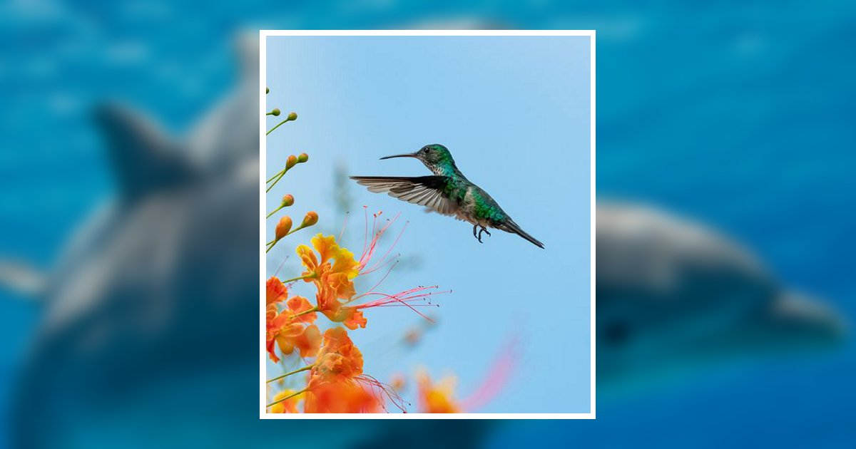 Lisa A. Robles Lancaster, OH Obituary