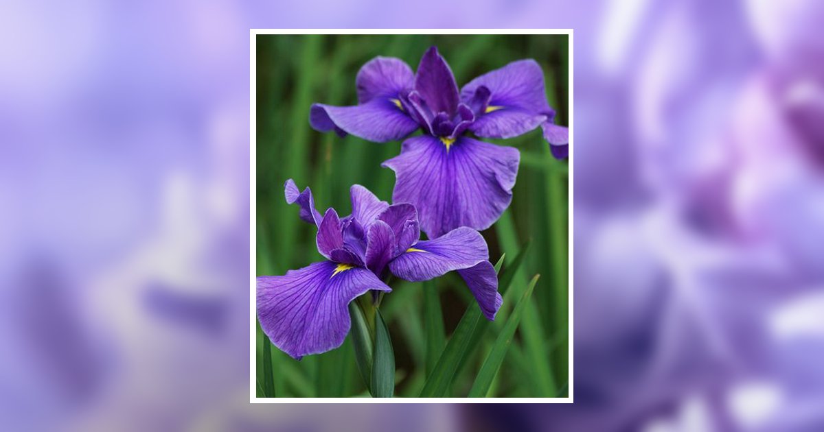 Carol Lynn Hazlett Obituary, Latrobe, PA