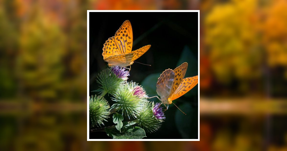 Amy Harrison Derr Obituary, North Logan, UT