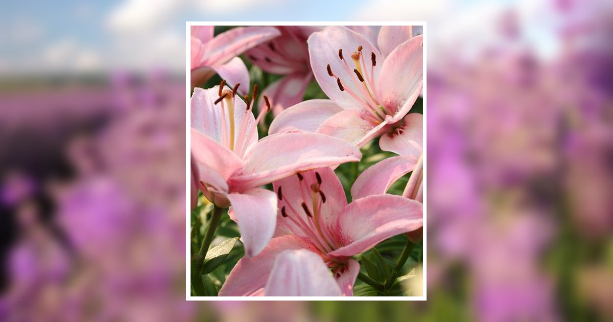 Patricia Ann Schlenk North Logan, UT Obituary