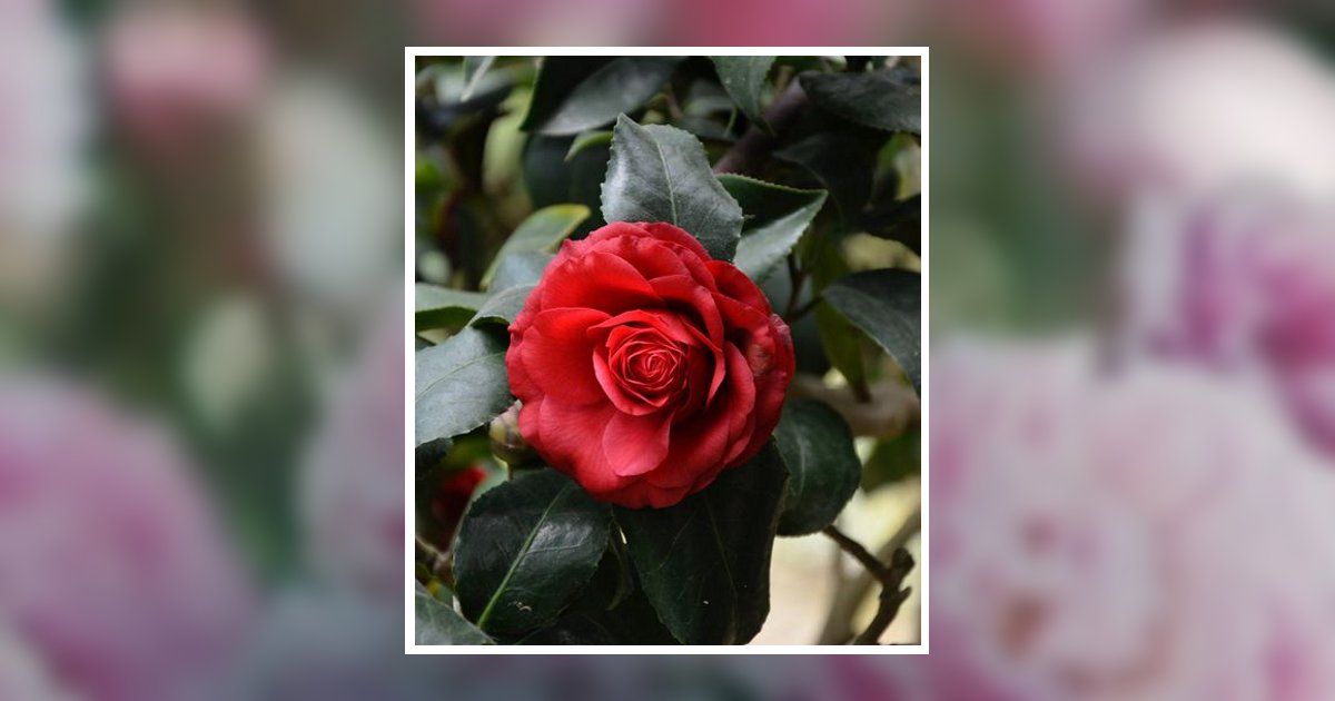 Eunice "Lou" Miller Obituary, Fergus Falls, MN