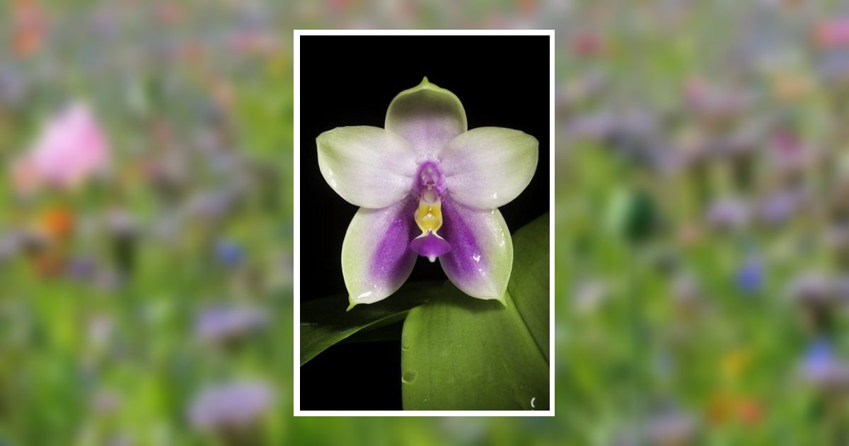 Constance Faye Brown Obituary, Anthony, FL