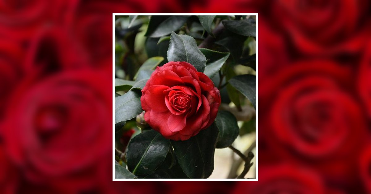 Mrs. Judy Swindle Obituary, Northport, AL