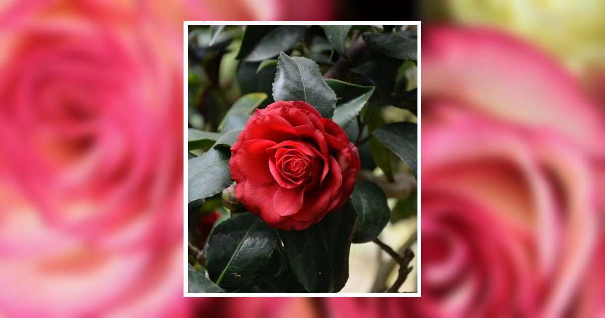 Deanna Smith Bentley Obituary April 1, 2024 Aaron's Mortuary