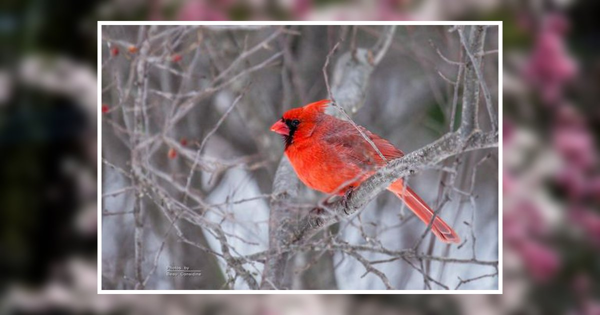 Sherry L. Root Obituary, Lancaster, OH
