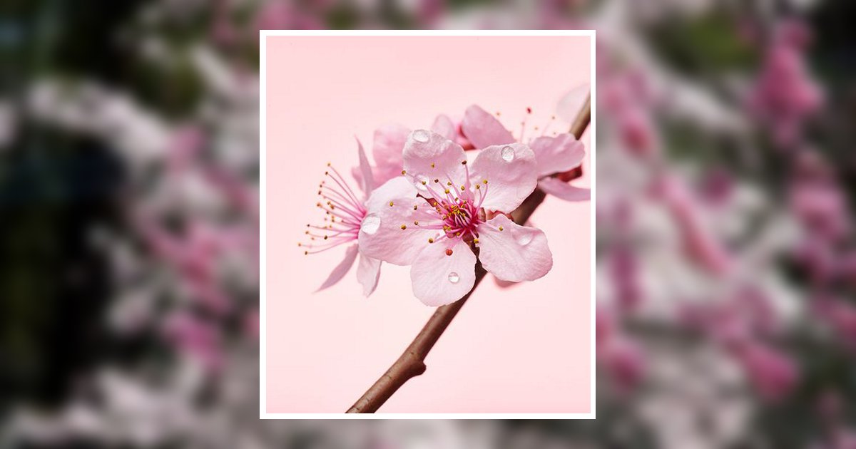 Wilma Balingit Obituary, Bergenfield, NJ