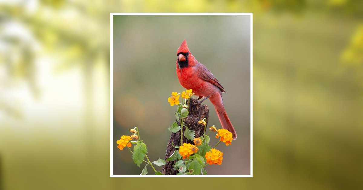 Anne Mckneally Obituary, Crystal Lake, IL