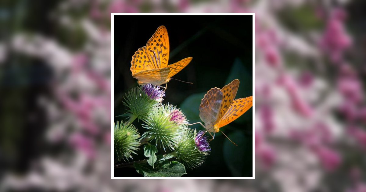 Novella June Killian Sandpoint, ID Obituary