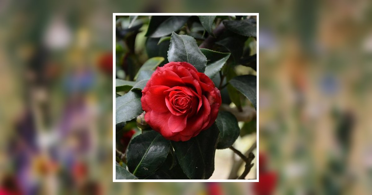 Vickie Linn Billett Obituary, Greensburg, PA