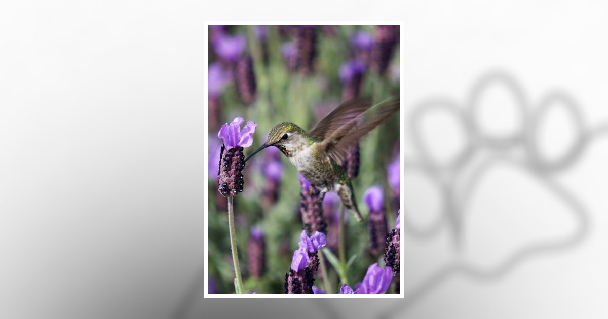 Dr. Martha Ann Griswold