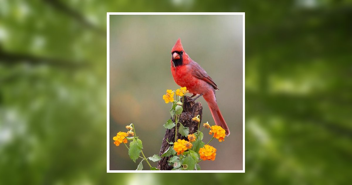 Brenda Marie Strobel Obituary, Morehead City, NC
