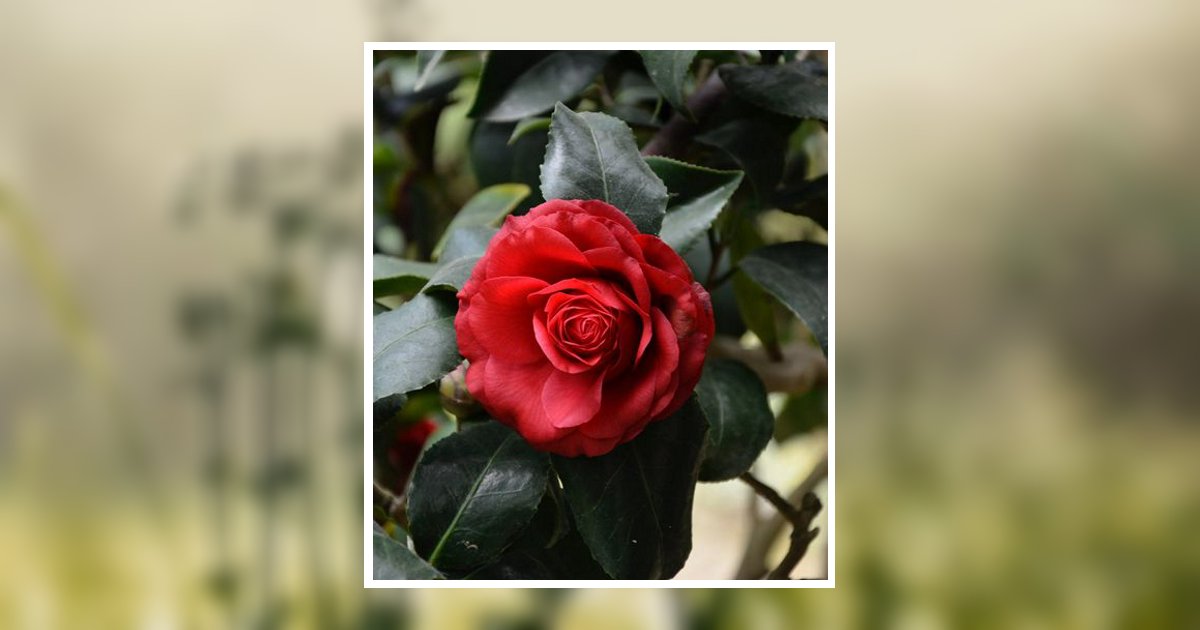 Bessie Lee Brock Obituary, Avon Park, FL