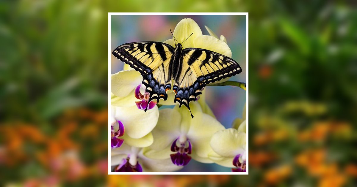 Betty Curless Obituary, Mount Orab, OH