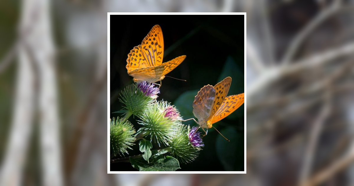 Barbara Ann Mitchell Adkins Obituary, Oak Hill, WV
