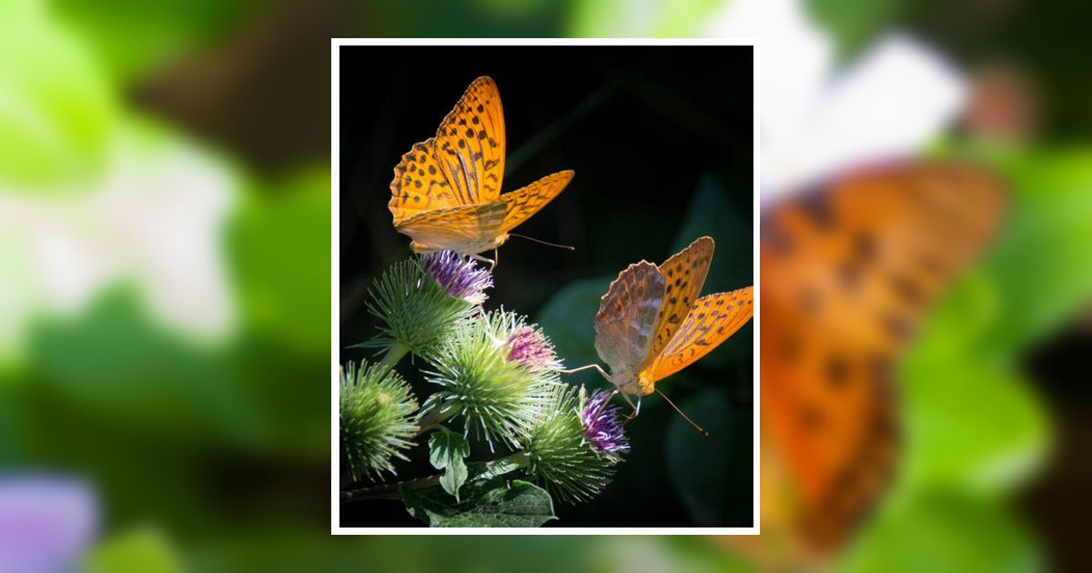 Renae Thompson Winter Park, FL Obituary