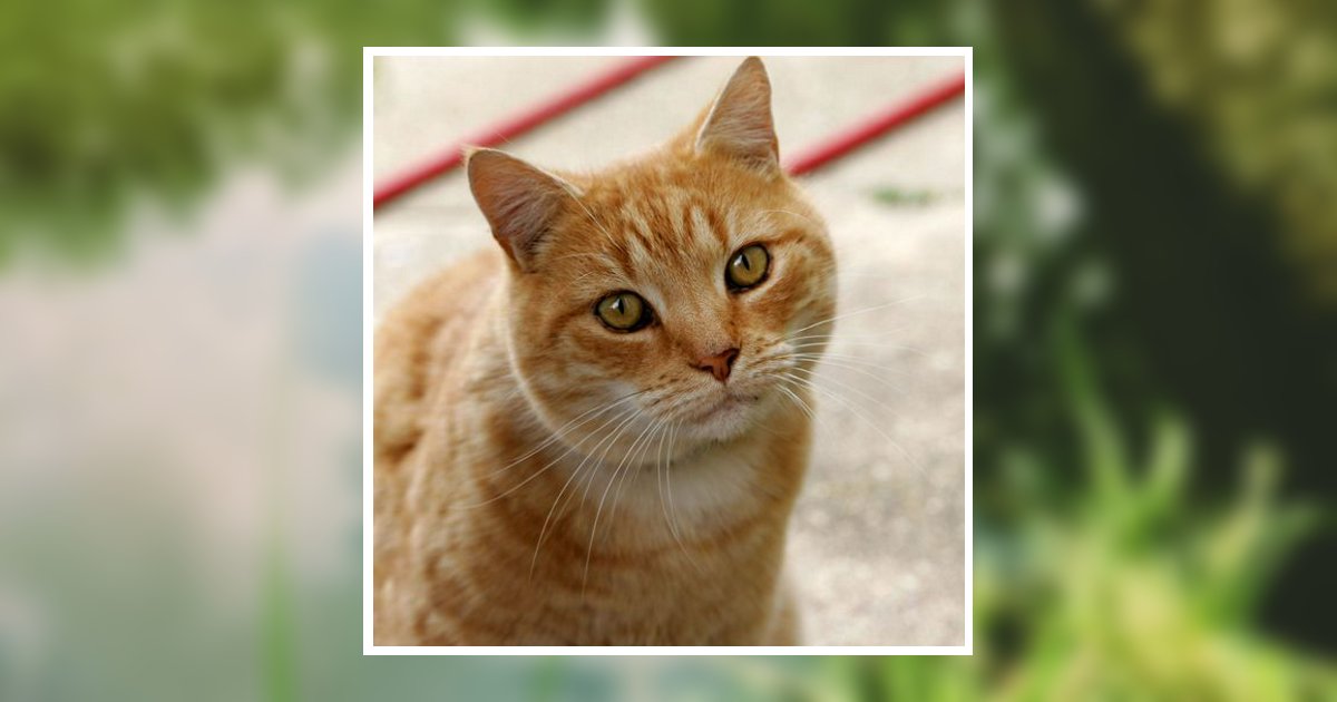 Susan Jo Ann Farber Obituary, Baltimore, OH