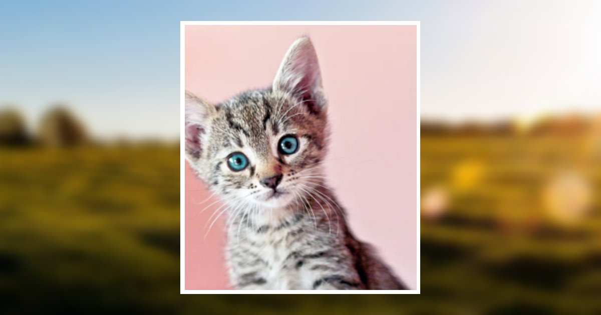 Pamela Sue Rakestraw Obituary 2022 Palms Funeral Home