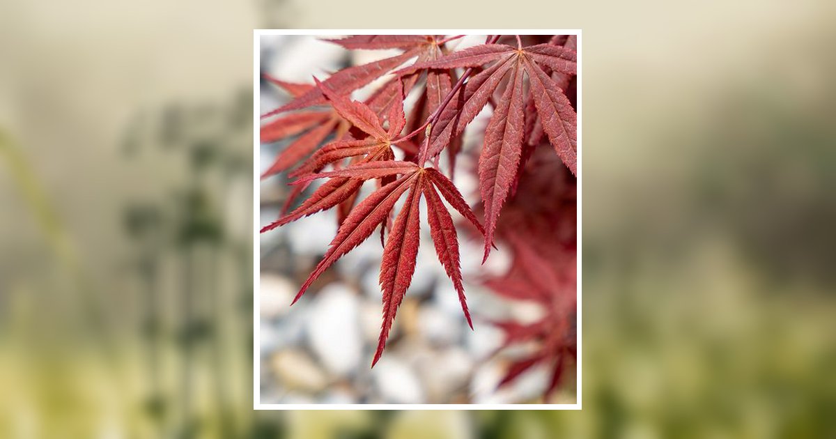 James Harrison Coventry Obituary, Snyder, TX