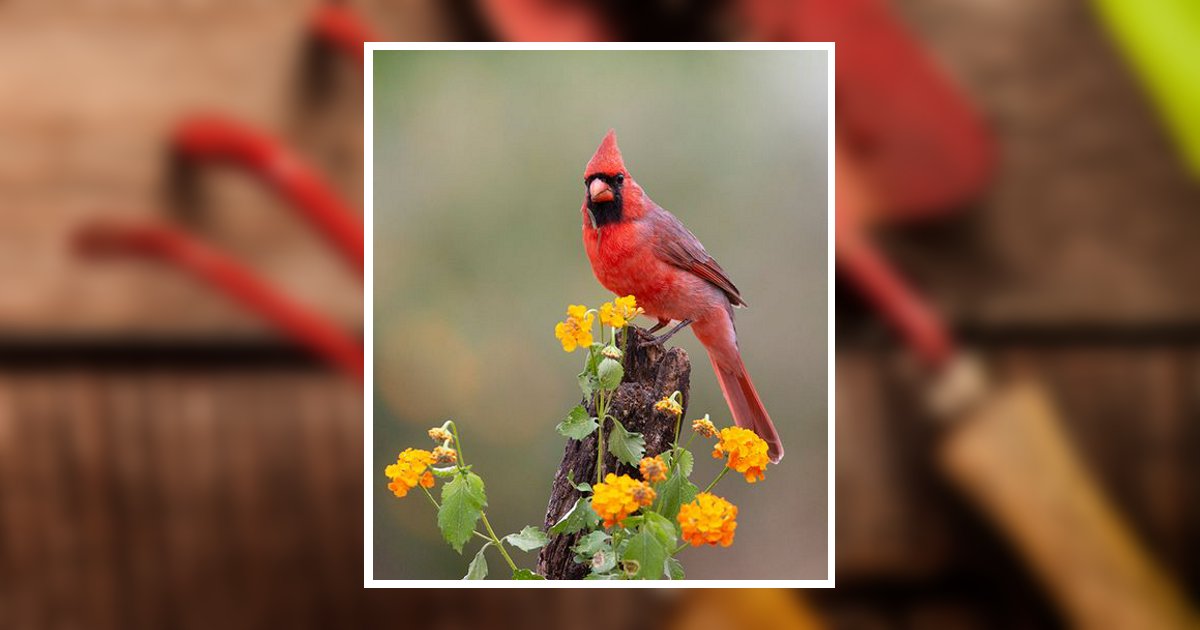 Kenneth Goodson Cheek Jonesville, NC Obituary