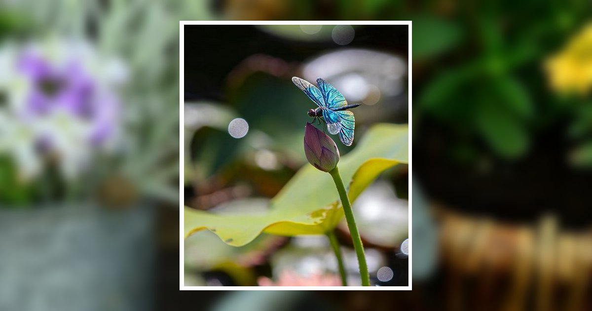Lynne Irene Storm Obituary, Dayton, TN