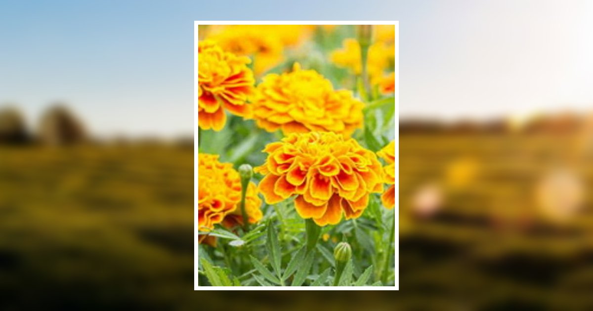 Susan Tarbona Obituary 2021 Trainor Funeral Home