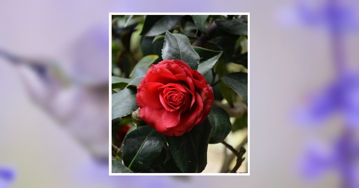 Della ann prater obituary october 13 2024 weathers funeral home