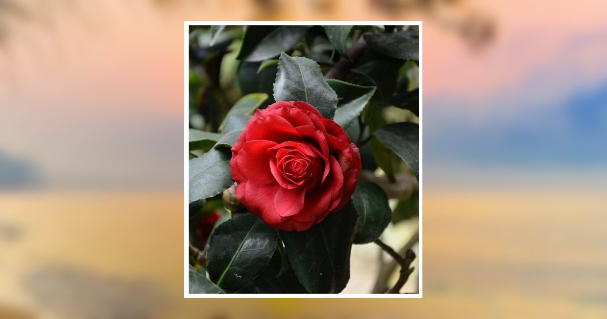 Cheryl S. Hicks Obituary 2024 Weldon Funeral Home