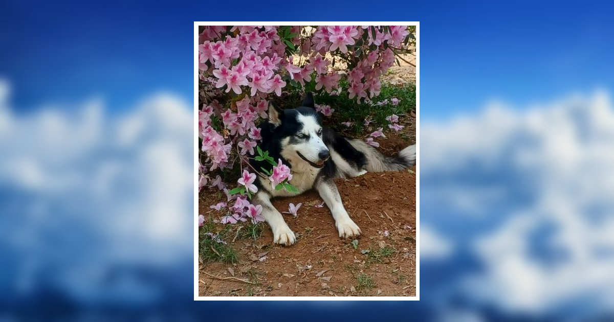 Victor Wiley Obituary, Roanoke Rapids, NC