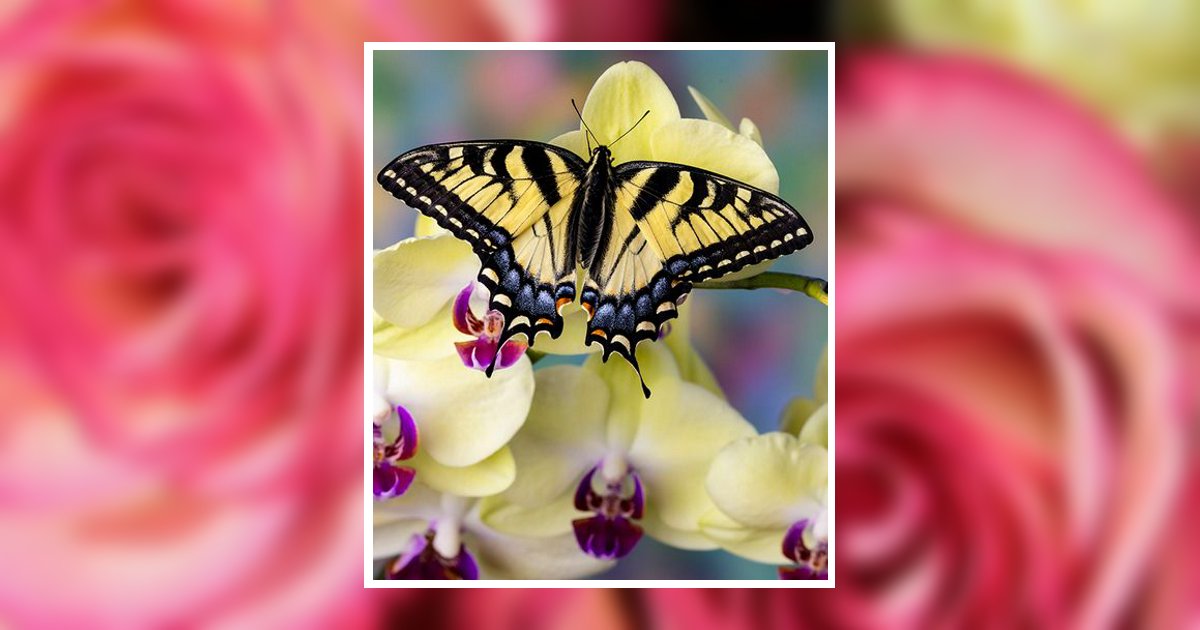 Phyllis Bonner Obituary, Abilene, TX