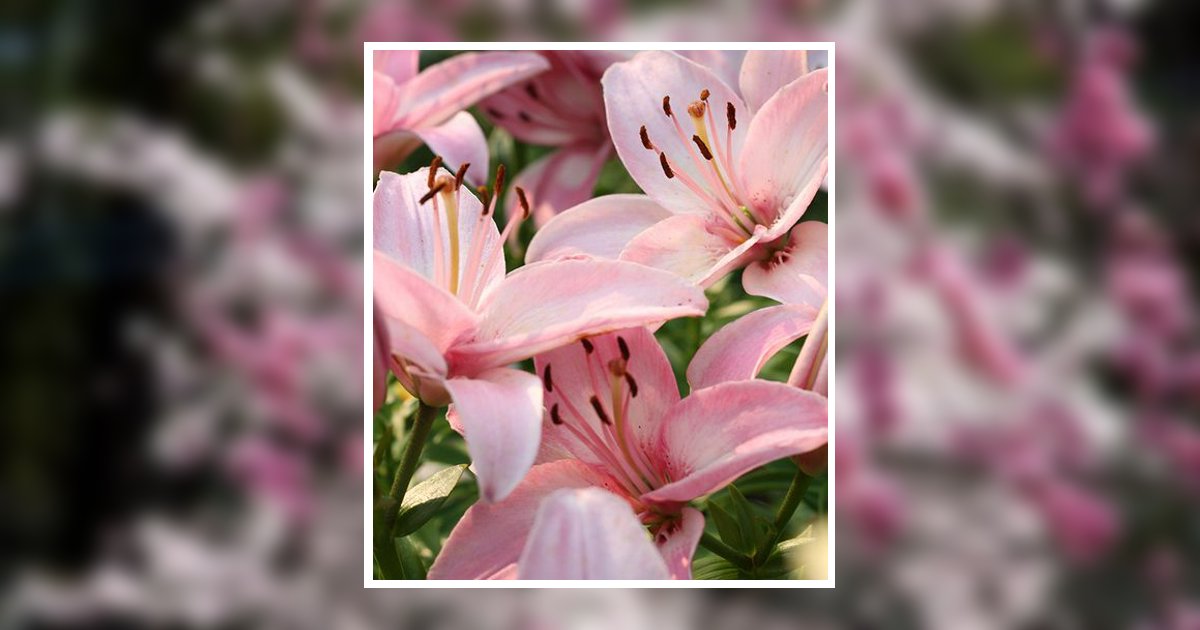 Wanda Bell Obituary, Dover, OH