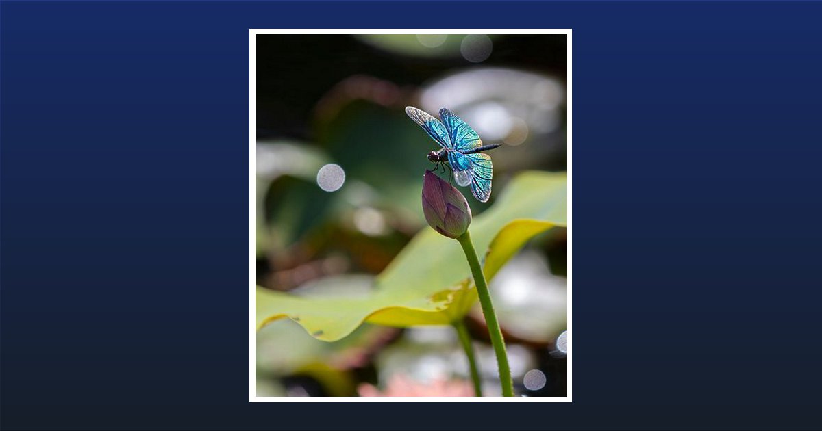 Suzanne L Darvalics Washington, NJ Obituary