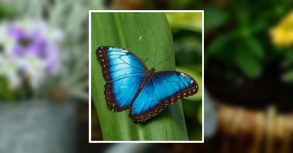 Joanne Curran Obituary, Waterford, WI