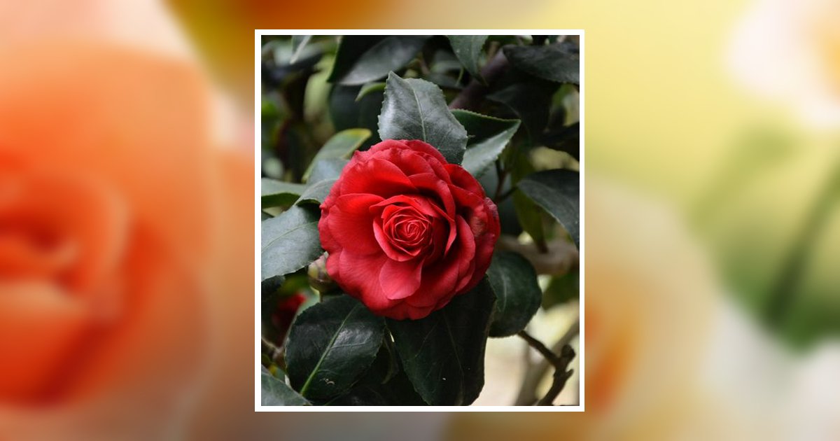 Charlotte Gale Arnold Sharp Obituary, Morton, MS