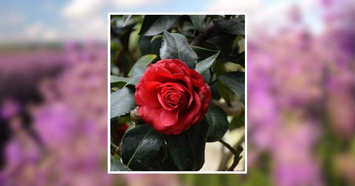 Karen Louise Sluyter Sandpoint, ID Obituary