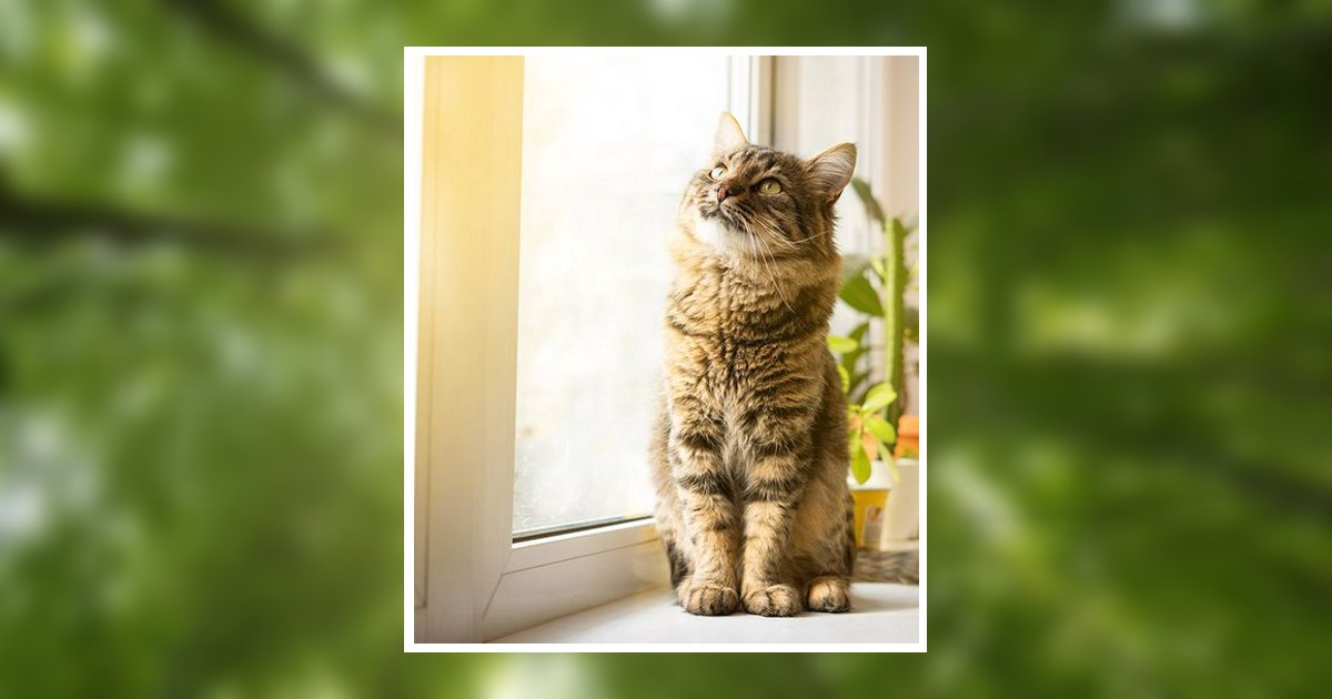 Marc Edward Bowler Obituary, Pocatello, ID