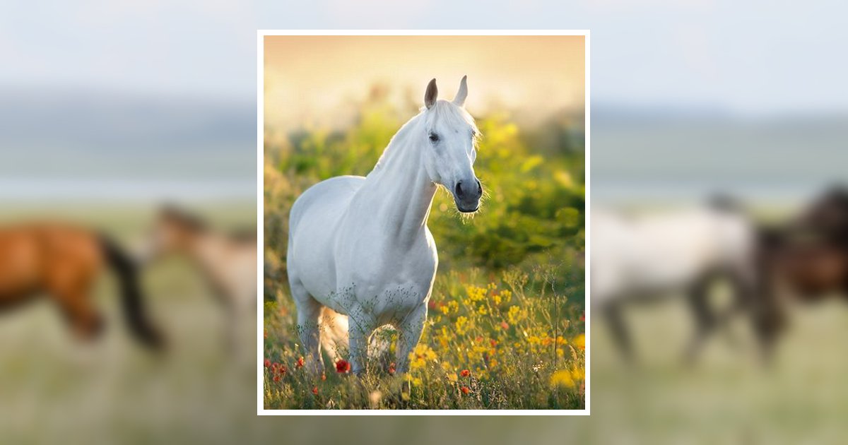 Rebecca Ann Williams