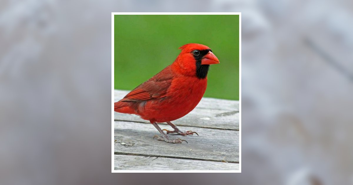 Barbara Ann Smith Bihlear Obituary, Roseboro, NC