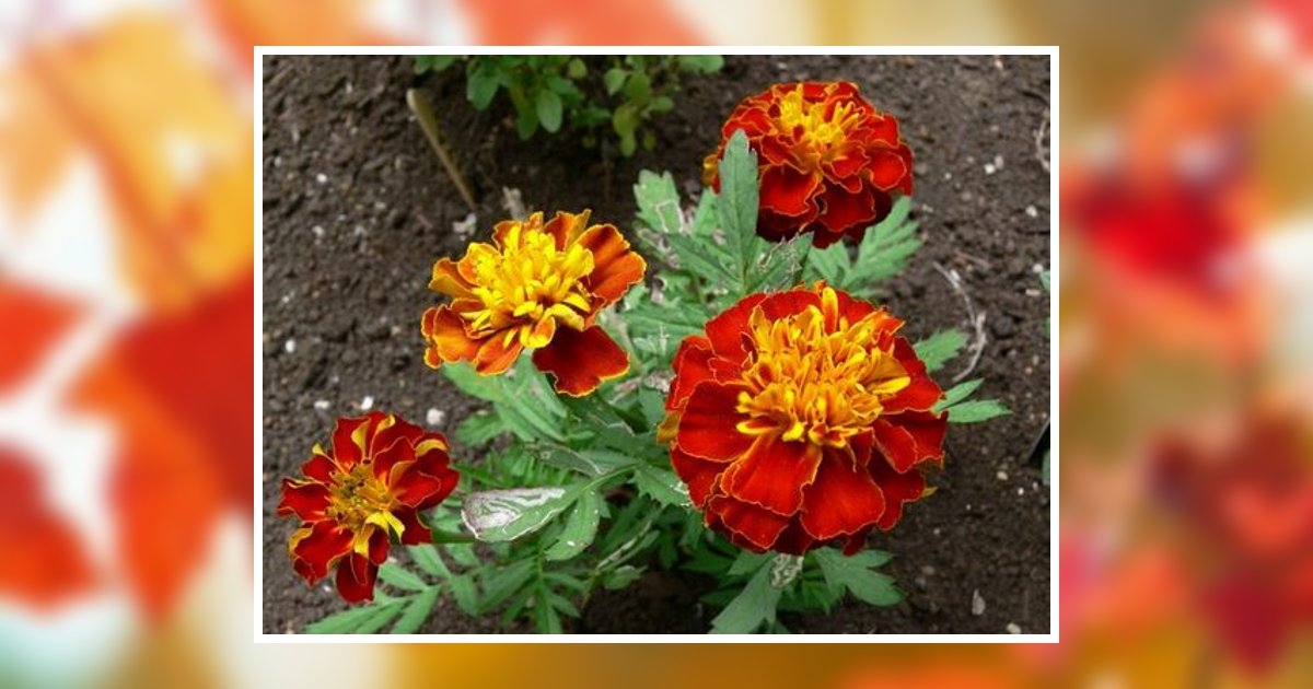 Margaret Elizabeth Ashton Dick Obituary, Akron, OH