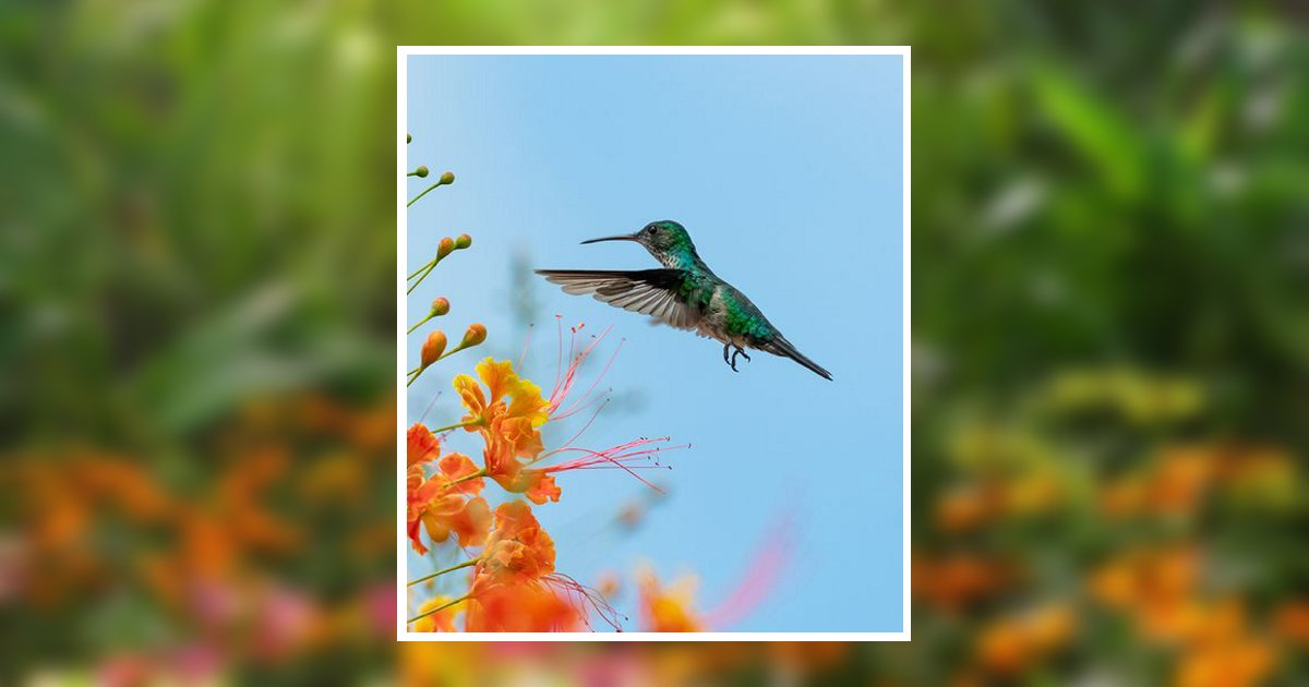 Dollie Elizabeth Savoretti Scottsville, KY Obituary