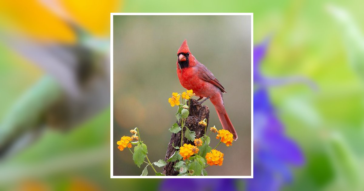 Marianne S. Millward Obituary, Cadiz, OH